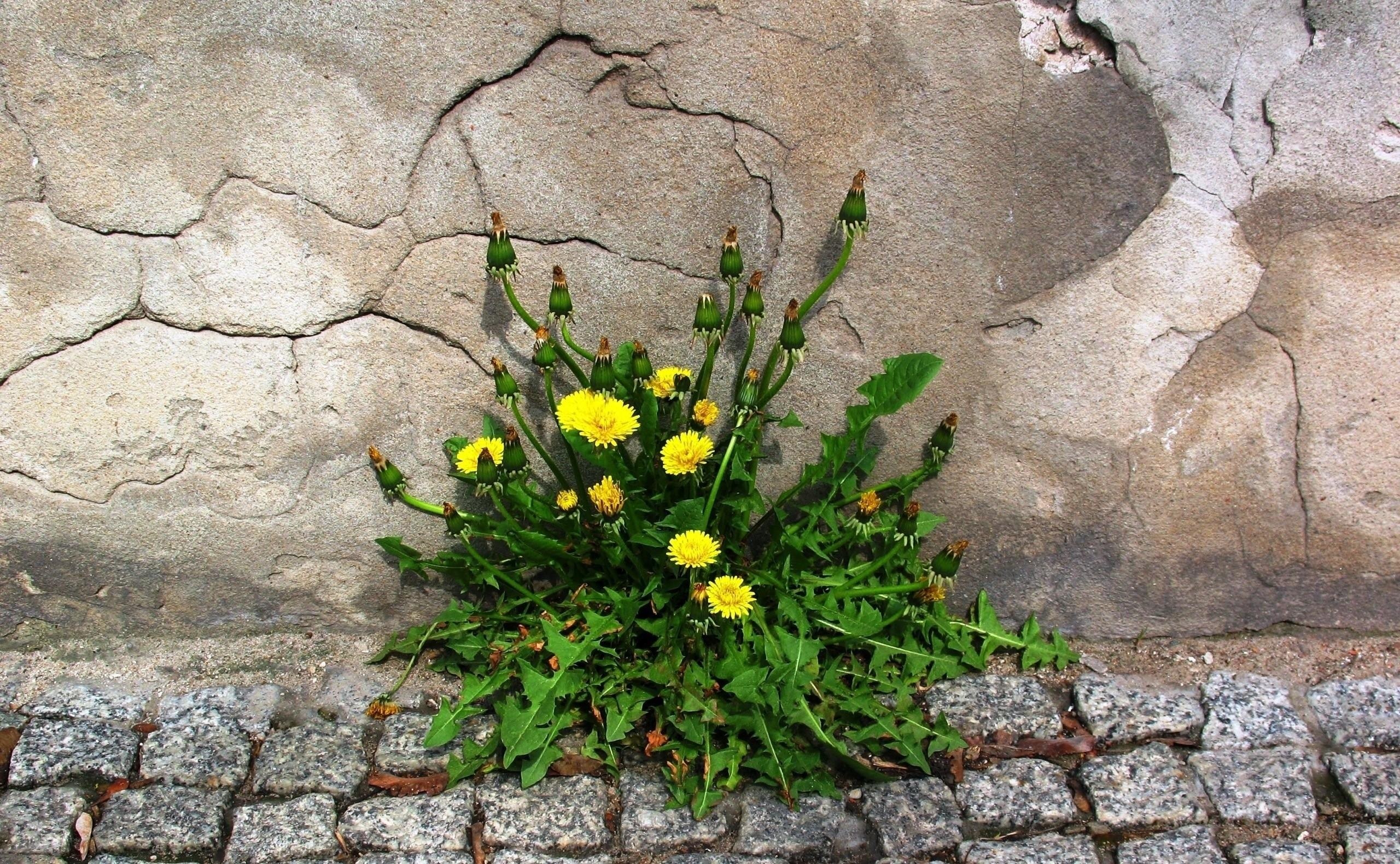 Dandelions growing in a crack