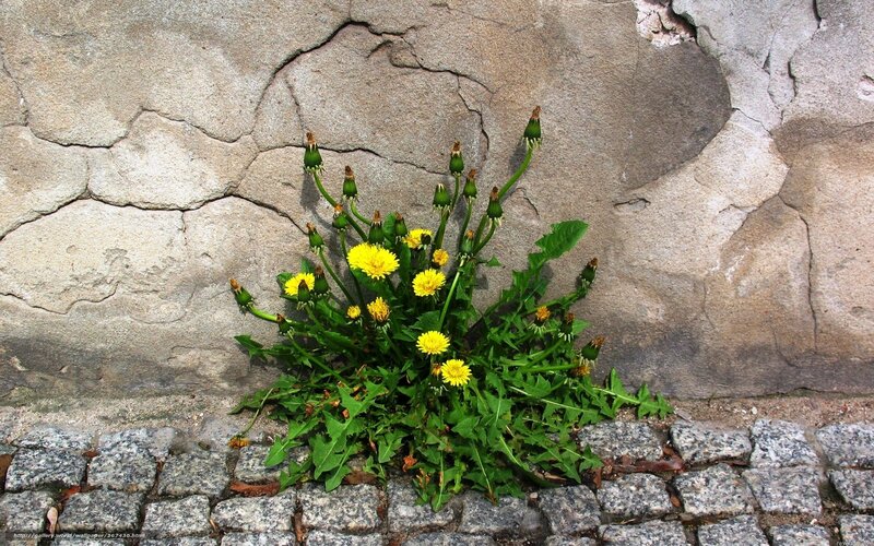 Dandelions Growing in Crack