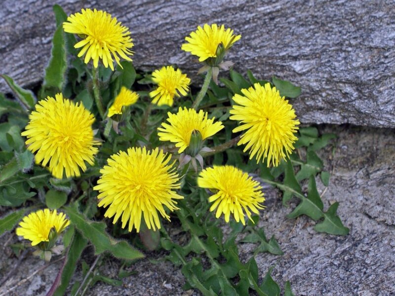 Dandelions Growing