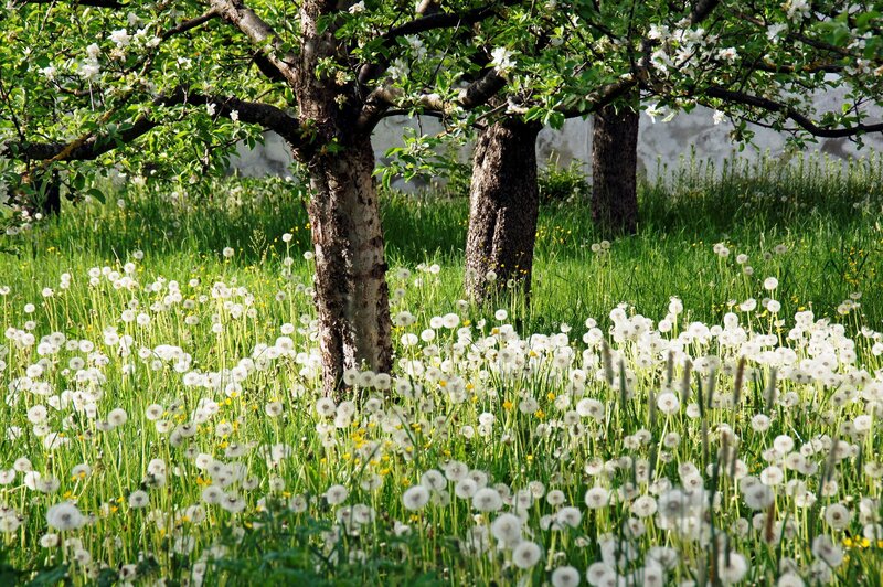 Dandelions in a blooming orchard