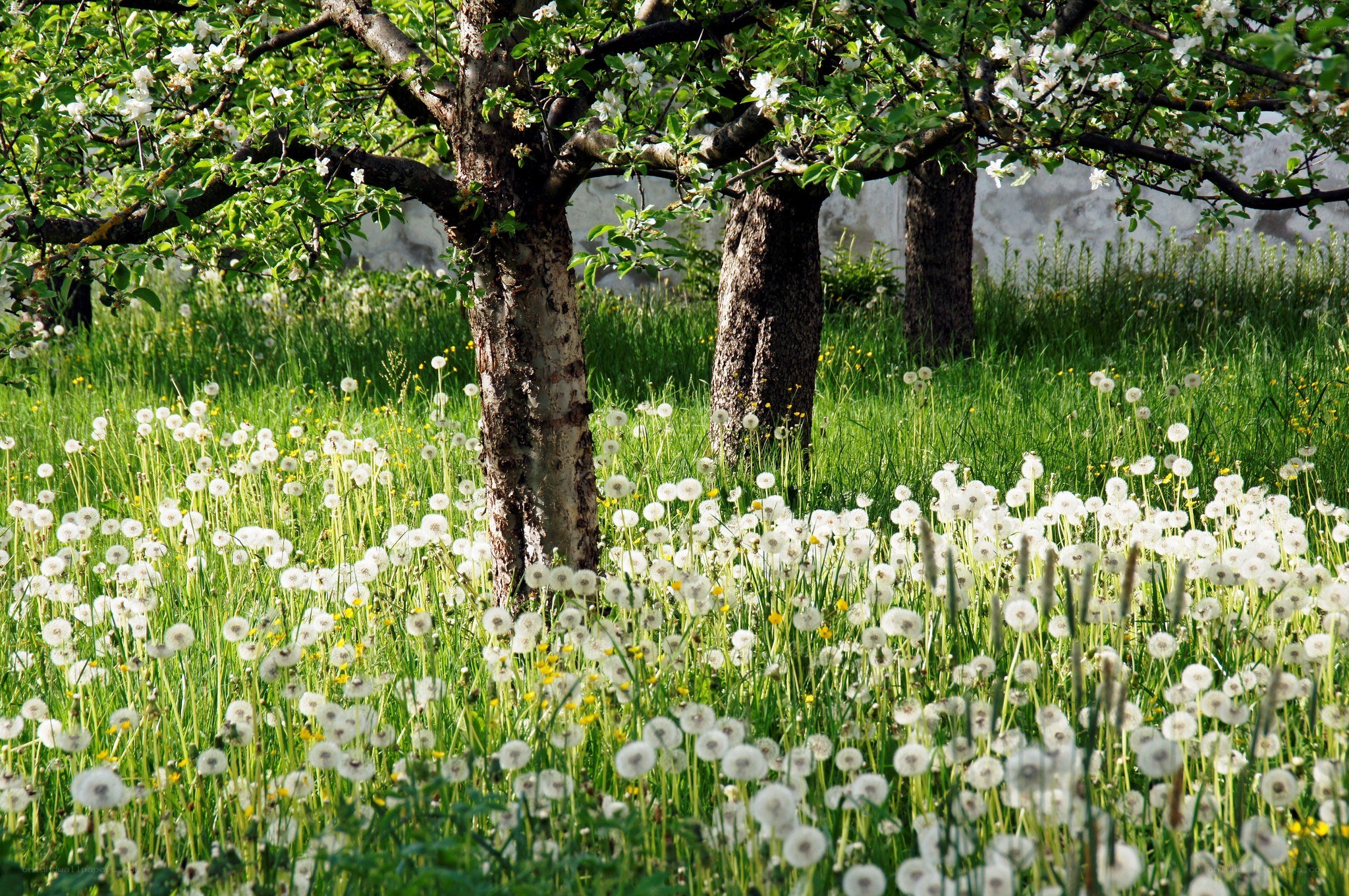 Dandelions in a blooming orchard
