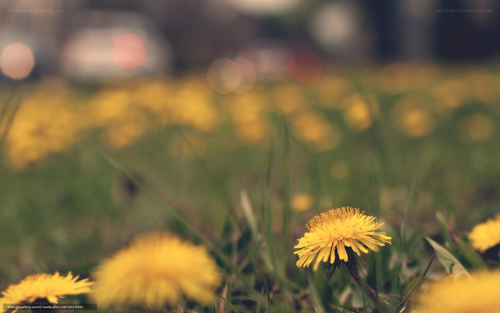 Dandelions in a city park