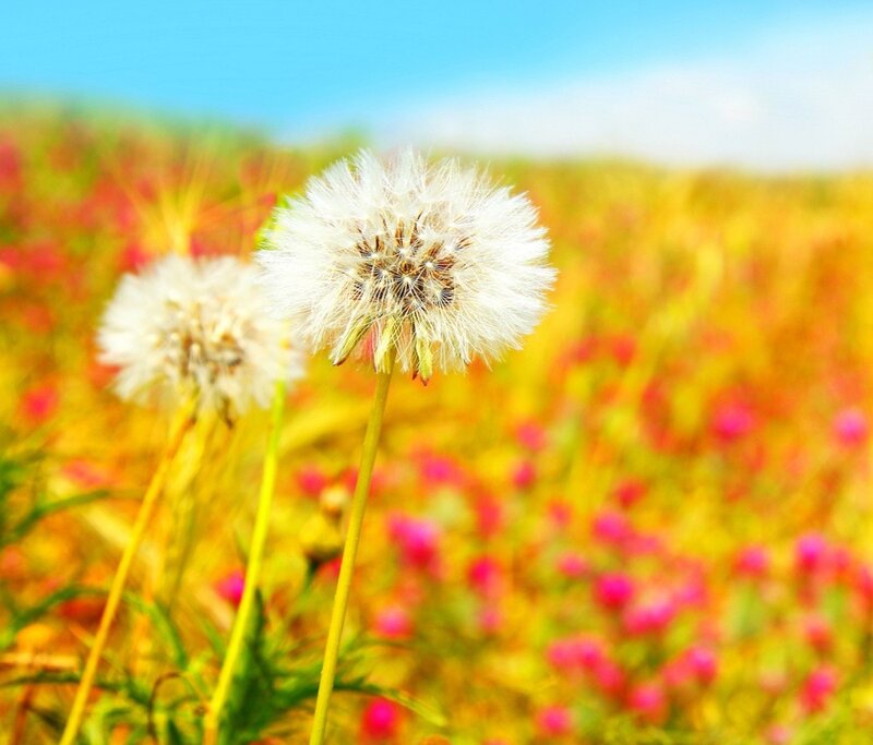 Dandelions in a colorful field