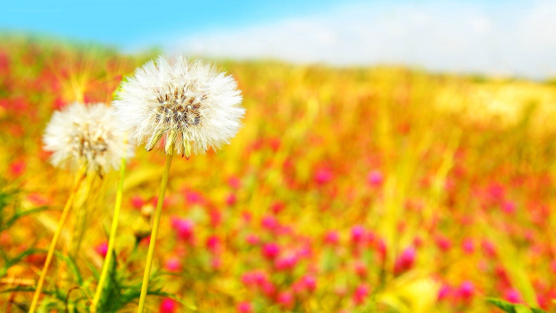 Dandelions in a colorful field