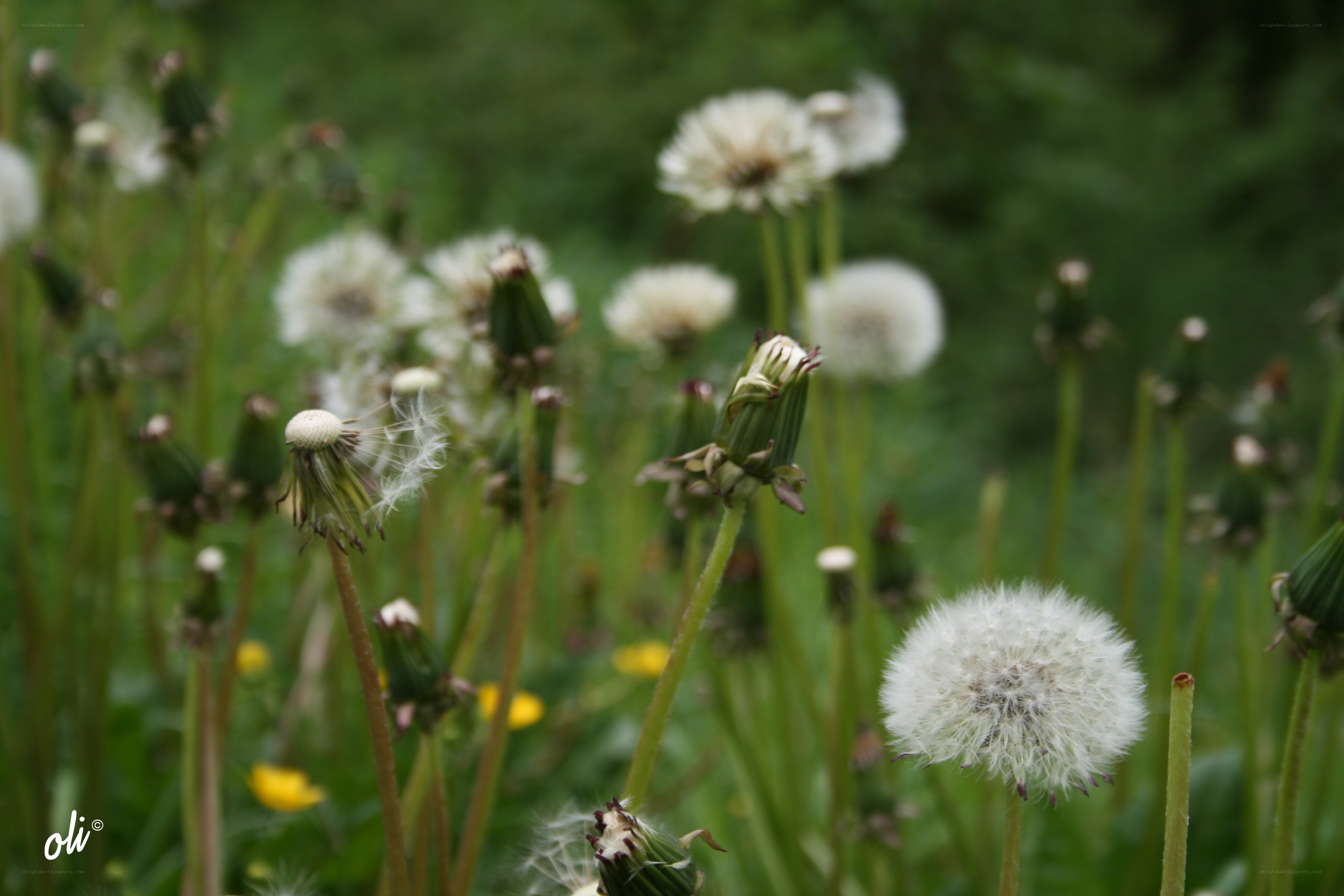 Dandelions in a field