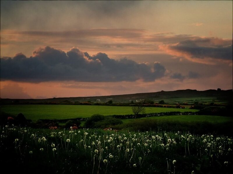 Dandelions in a Field — Green