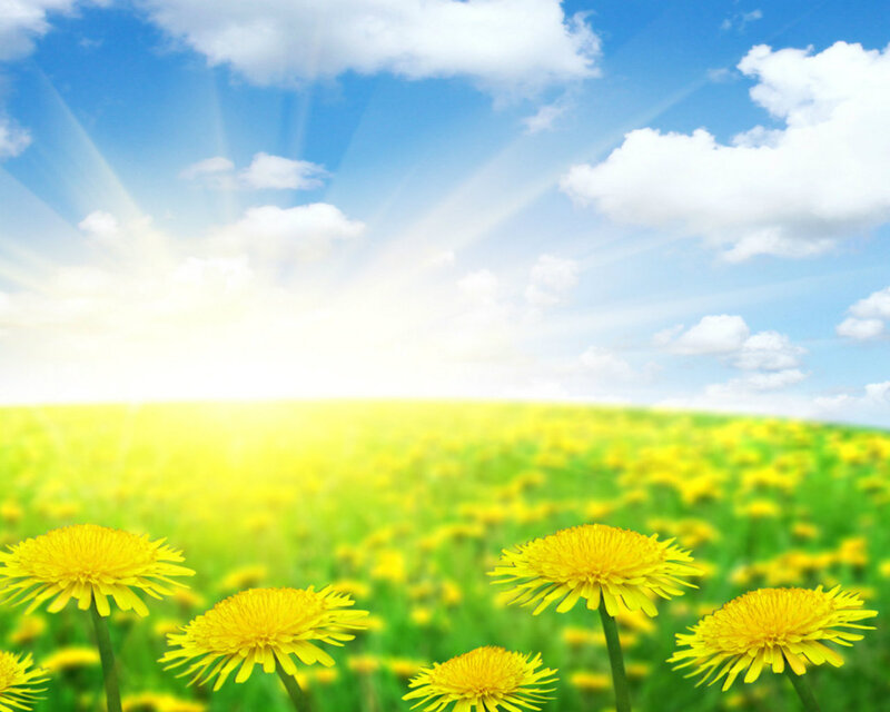Dandelions in a Field — Yellow, Serene, Afternoon, Photograph, Sun