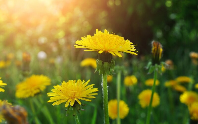 Dandelions in a Field — Yellow, Serene, Afternoon, Photograph, Sunlight