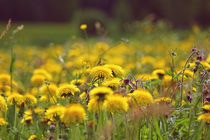 Dandelions in a Field — Yellow, Serene, Afternoon, Photograph