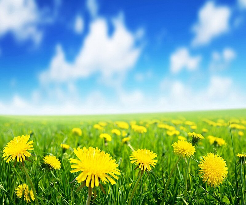 Dandelions in a Field — Yellow, Serene, Afternoon