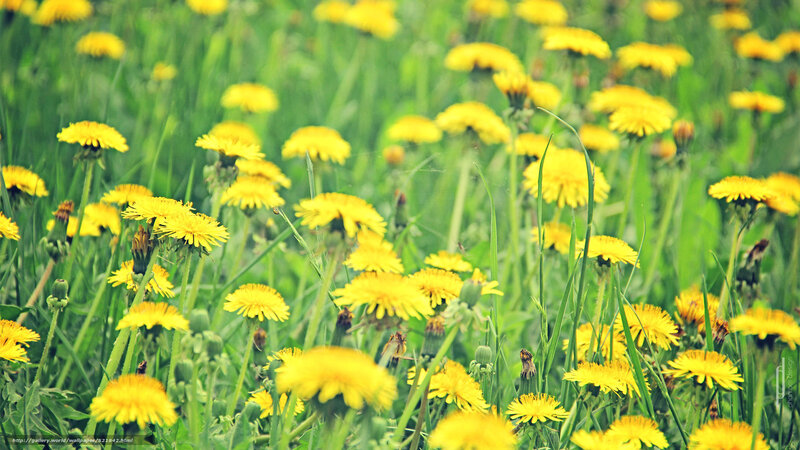 Dandelions in a Field — Yellow, Serene, Spring, Photograph, Grass, Flowers