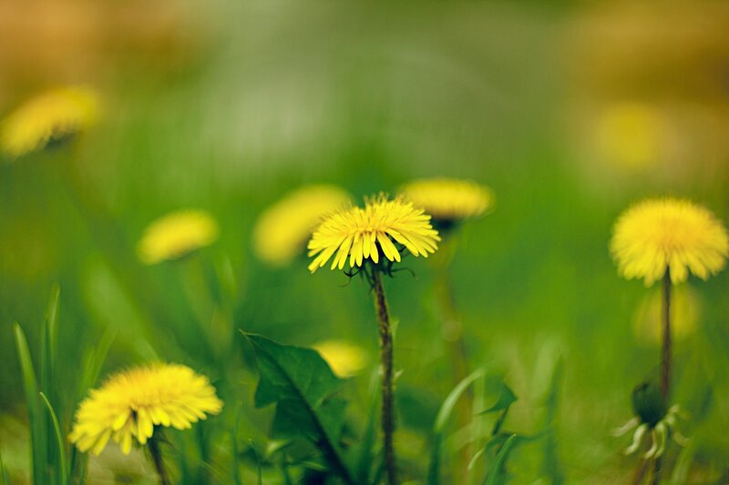 Dandelions in a Field — Yellow, Serene, Spring, Photograph