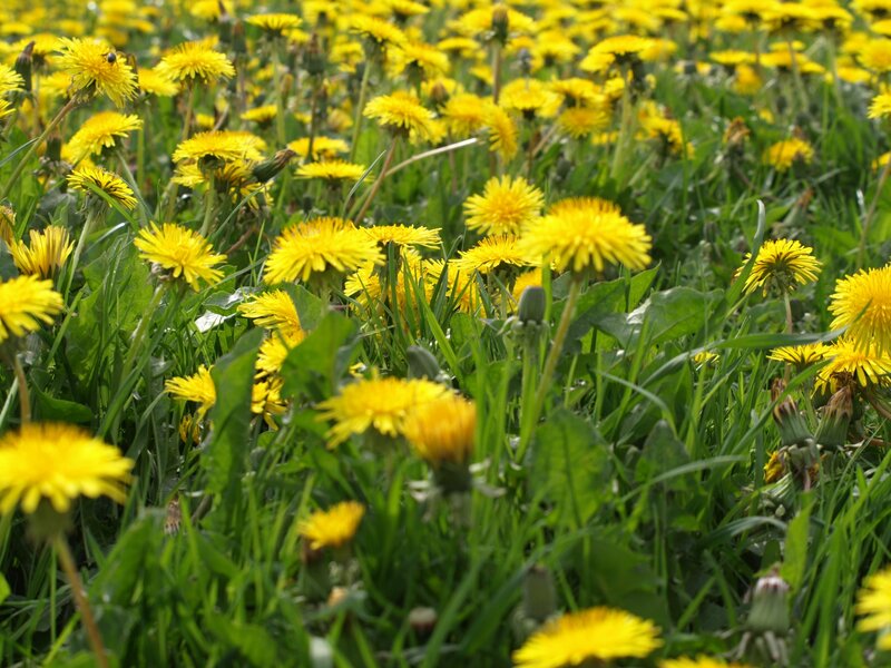 Dandelions in a Field — Yellow, Serene, Spring