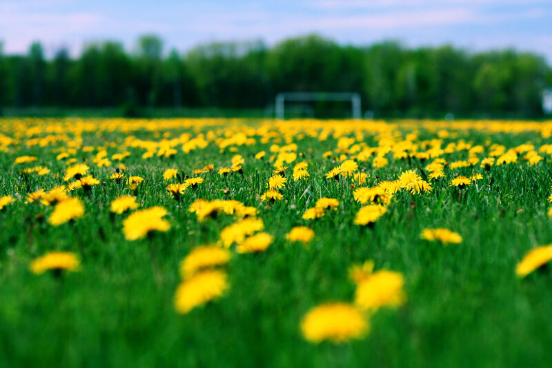 Dandelions in a Field — Yellow, Serene