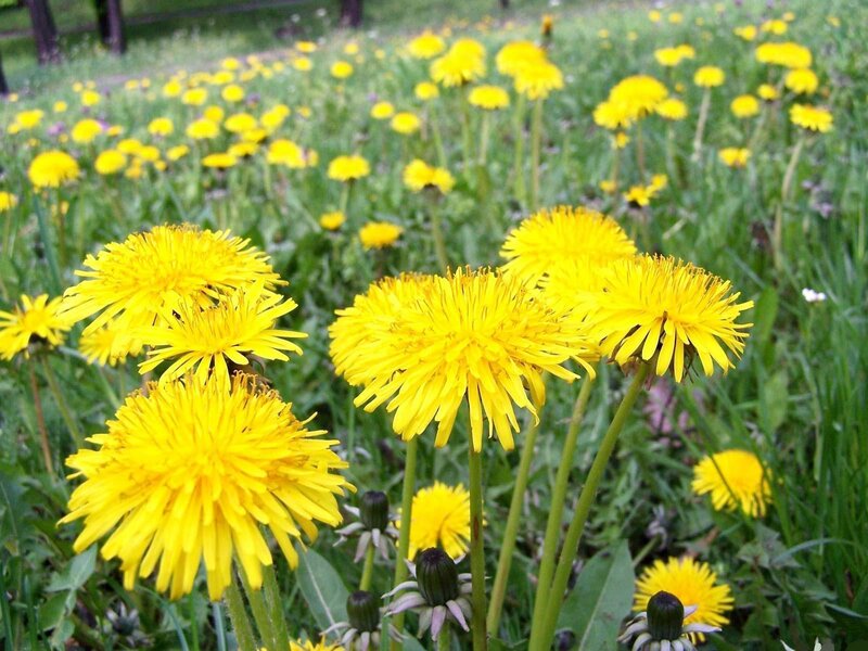 Dandelions in a Field — Yellow