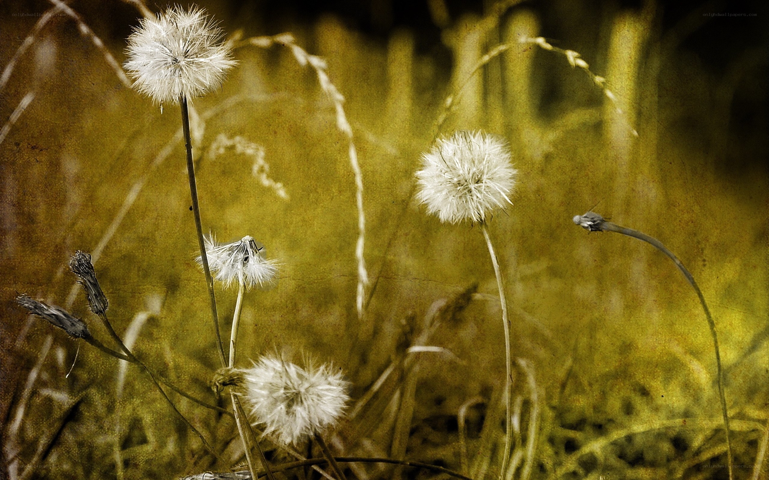 Dandelions in a field