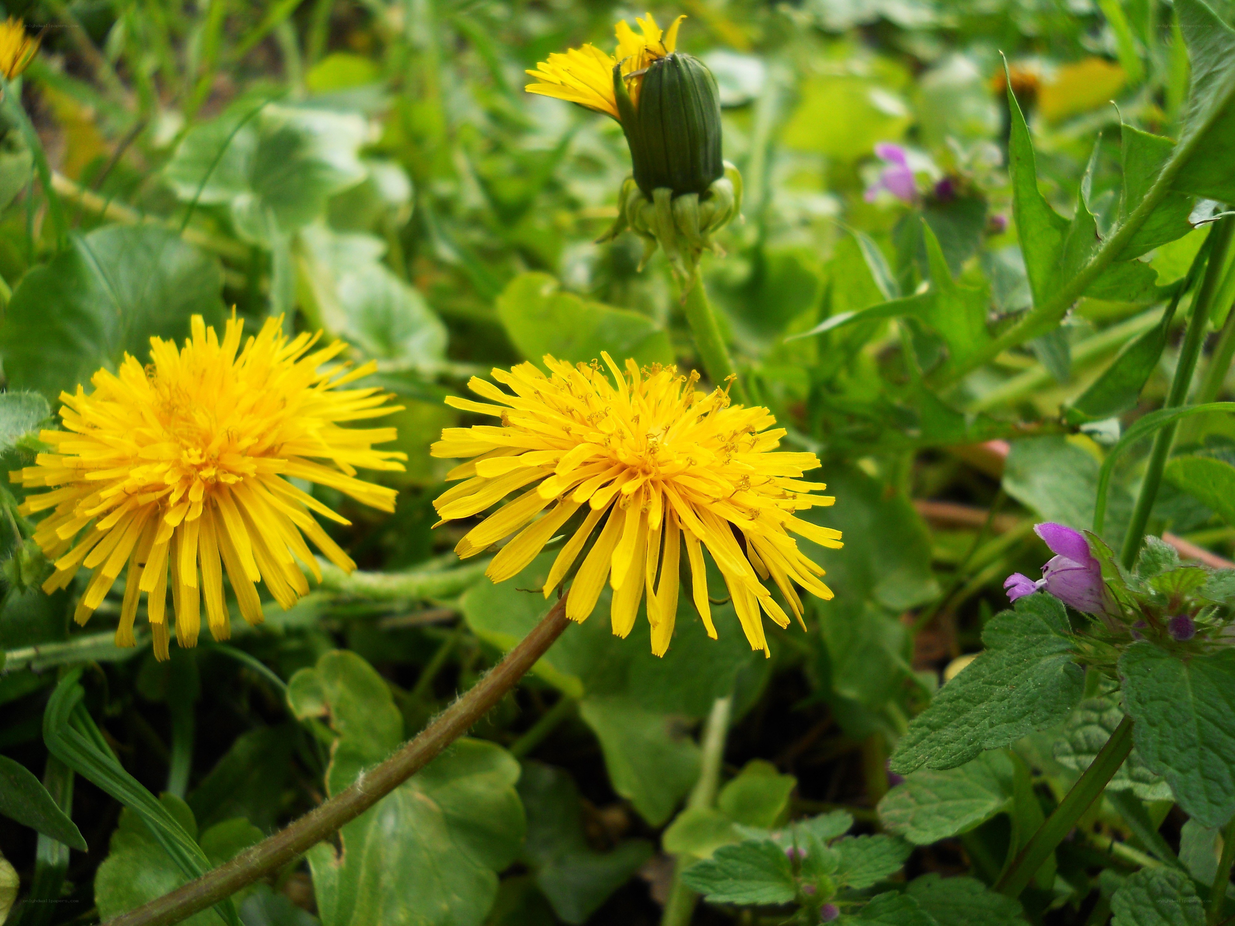 Dandelions in a garden