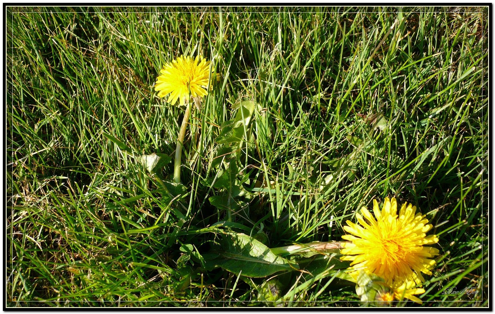 Dandelions in a grassy field