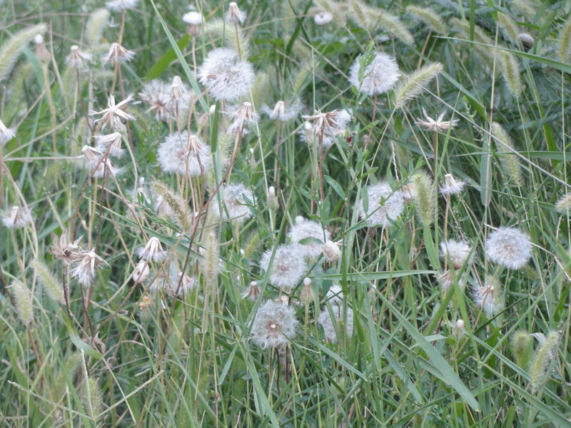 Dandelions in a grassy field