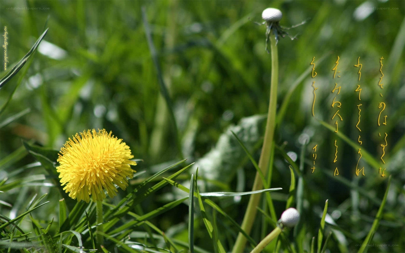 Dandelions in a grassy field