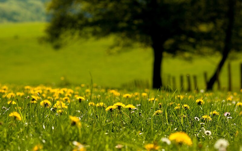 Dandelions in a green field