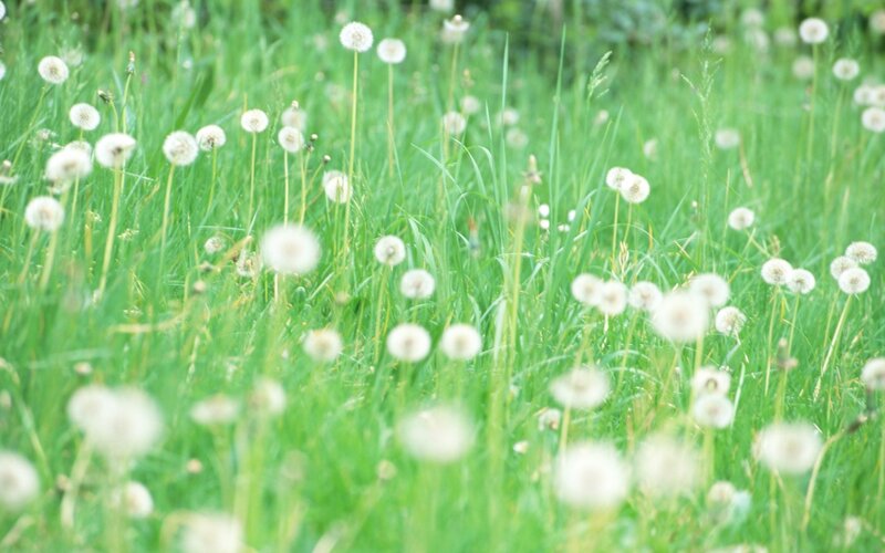 Dandelions in a green field
