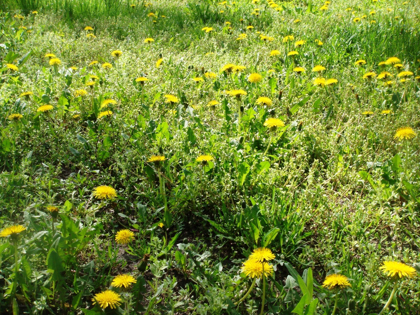 Dandelions in a green field
