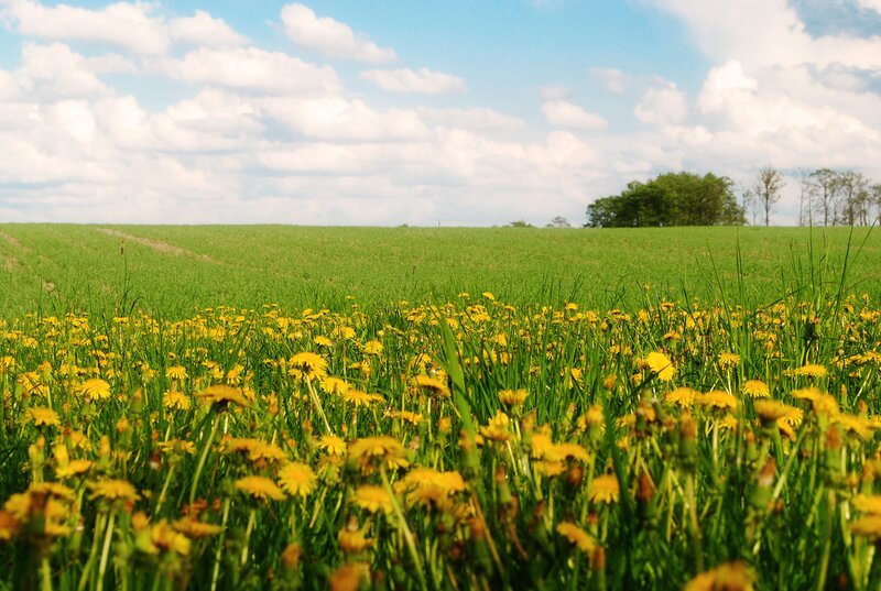 Dandelions in a green field