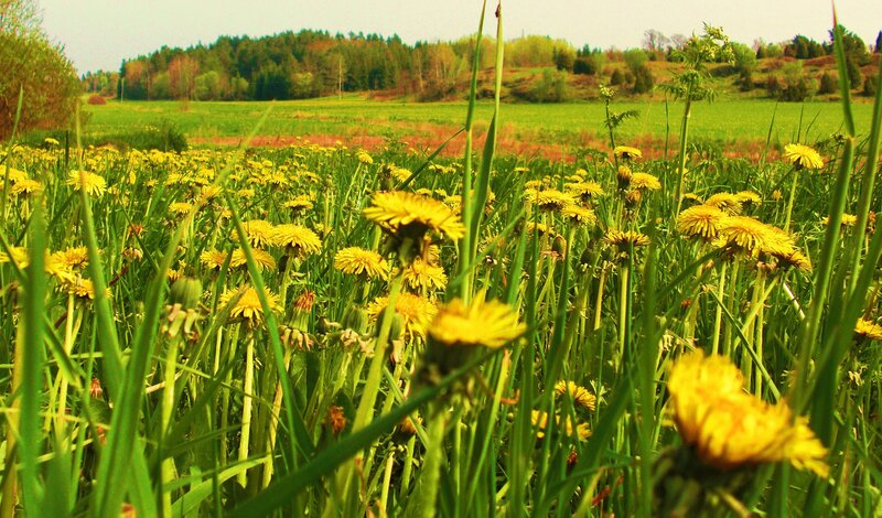 Dandelions in a green field