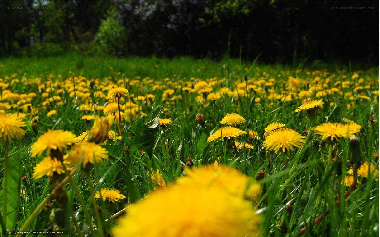 Dandelions in a green field
