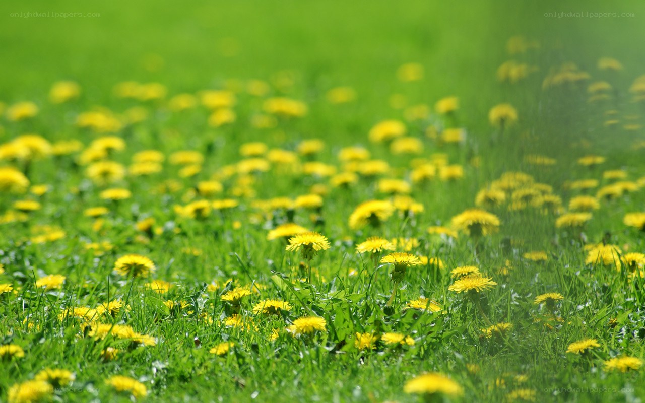 Dandelions in a green field