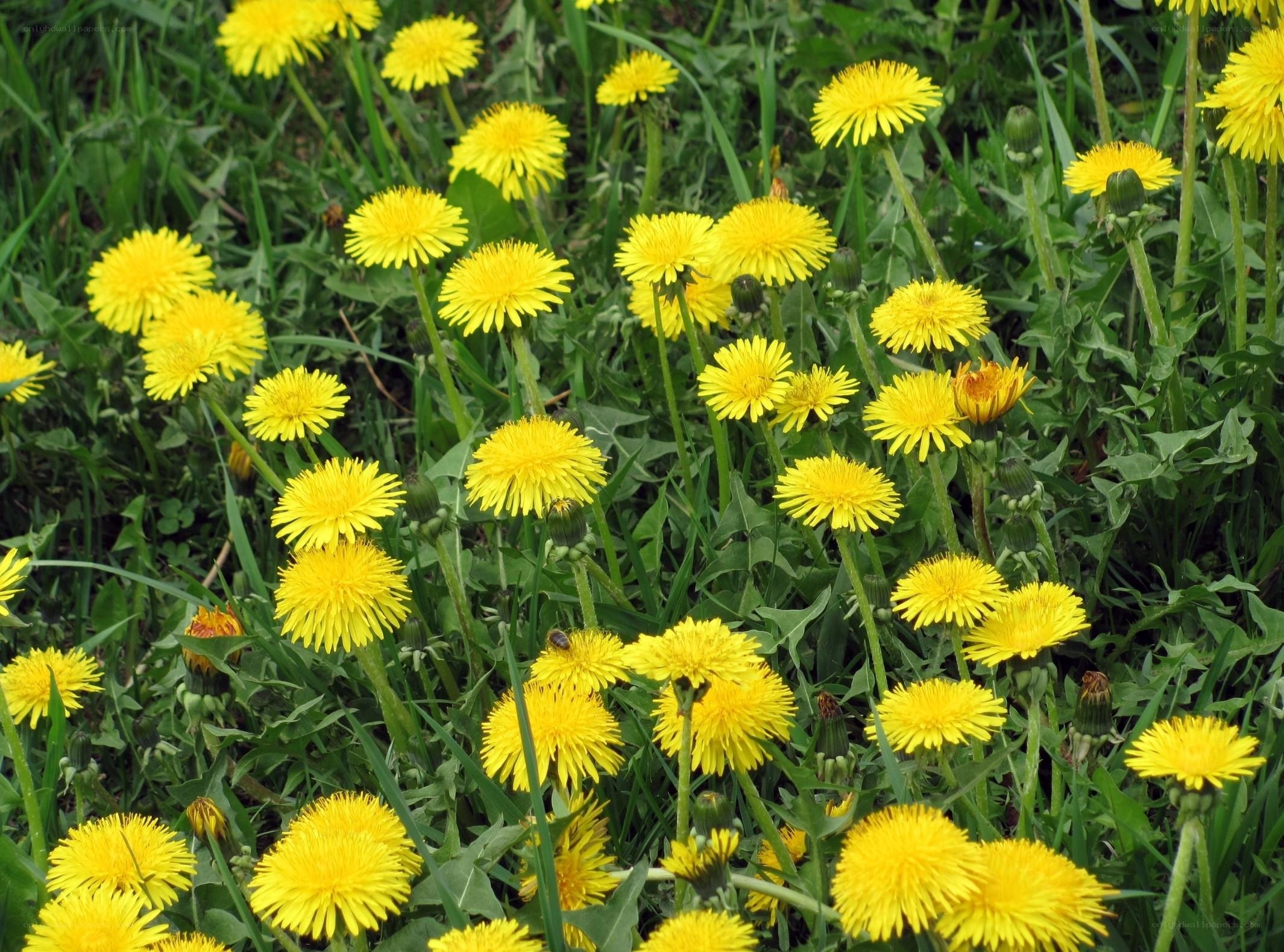 Dandelions in a green field