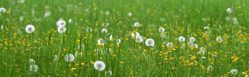 Dandelions in a green meadow