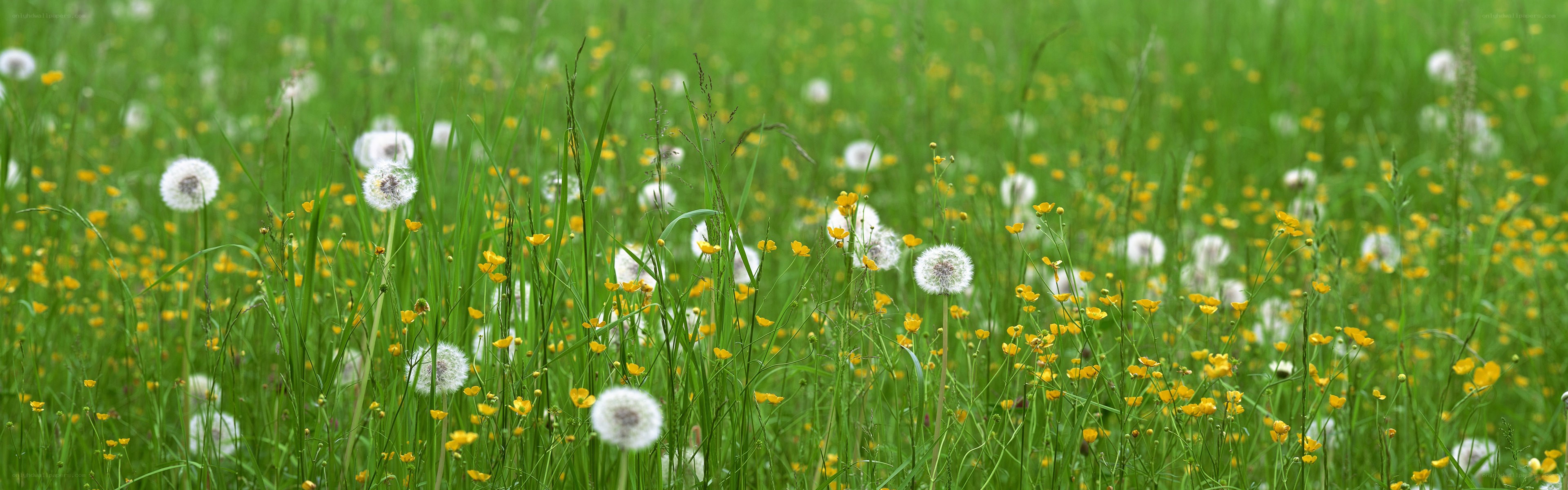 Dandelions in a green meadow