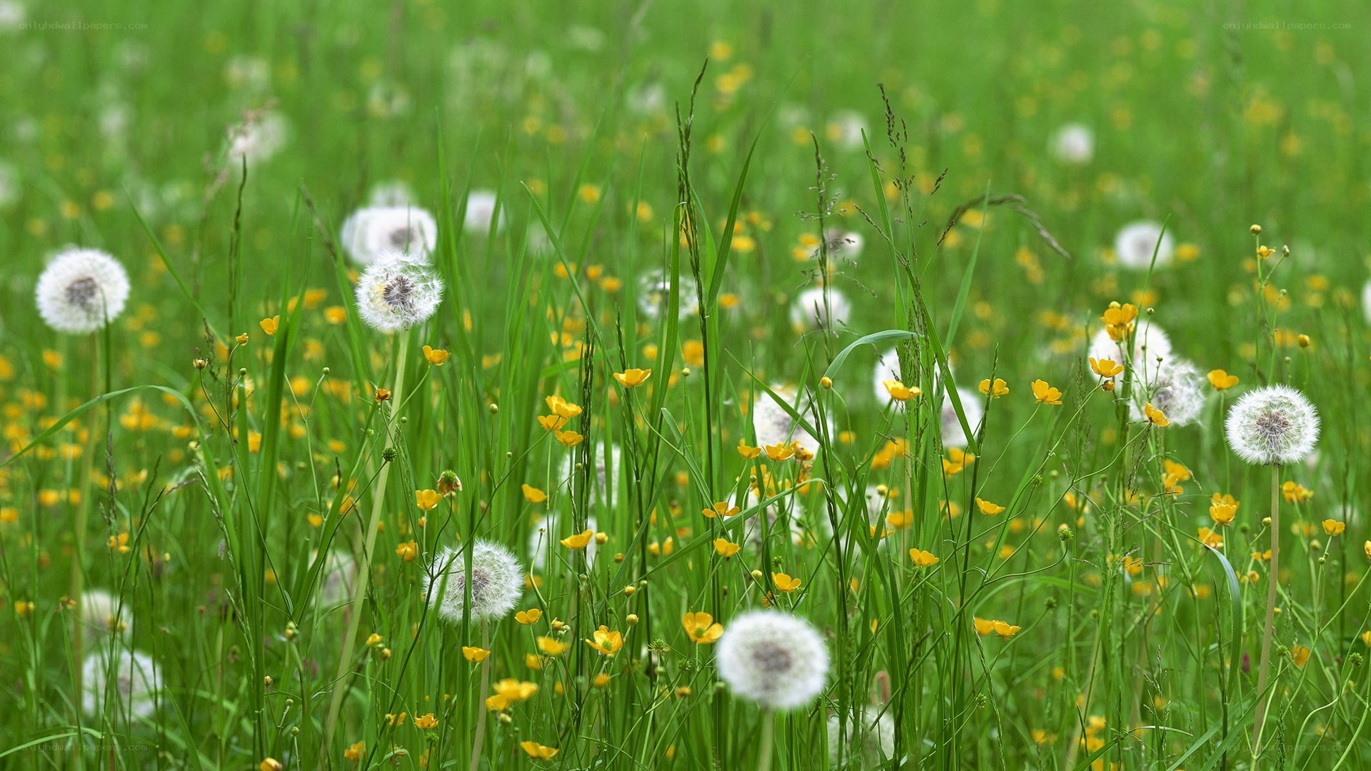 Dandelions in a green meadow