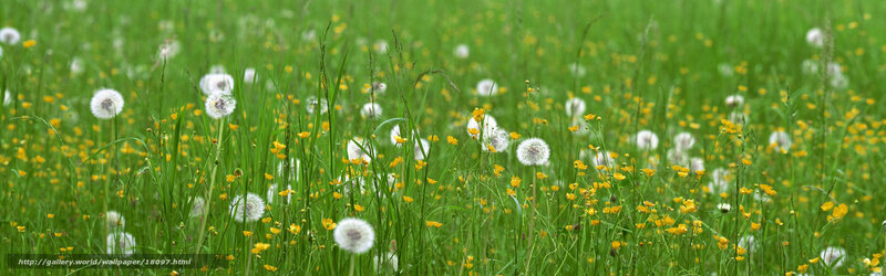 Dandelions in a green meadow