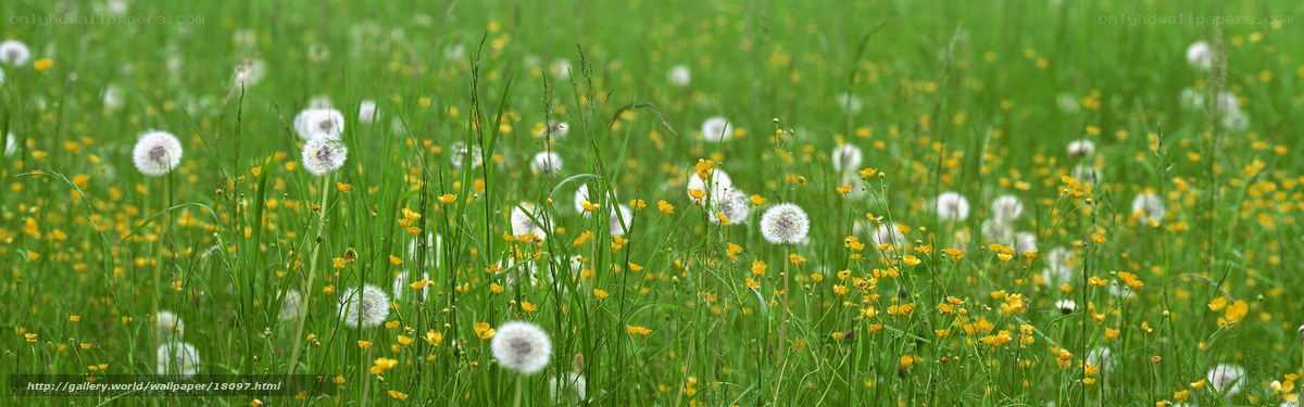 Dandelions in a green meadow