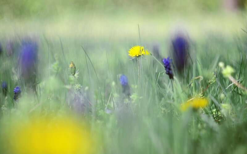 Dandelions in a meadow