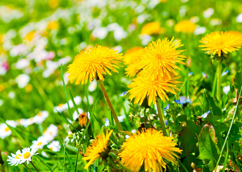 Dandelions in a Meadow — Yellow, Serene