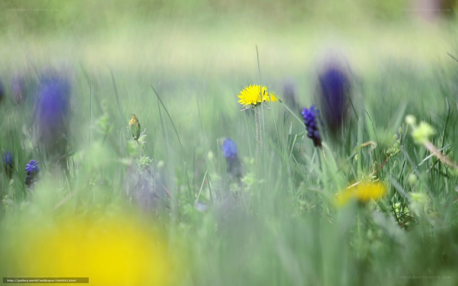 Dandelions in a meadow