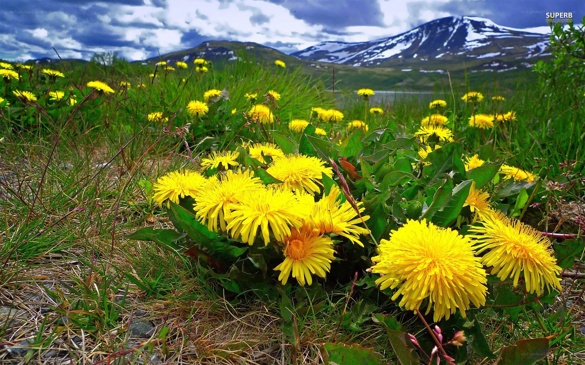Dandelions in a mountain meadow