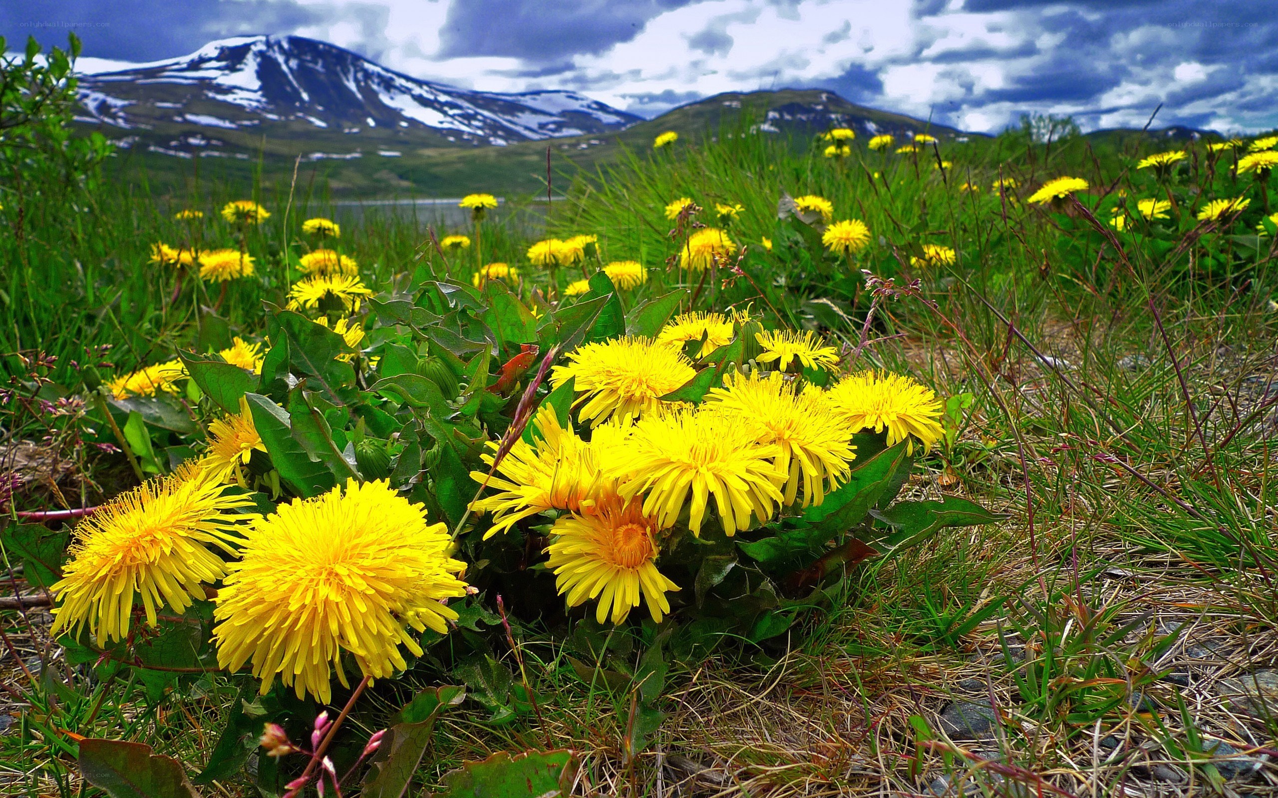 Dandelions in a mountain meadow