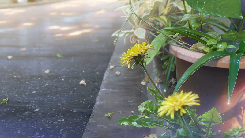 Dandelions in a Pot