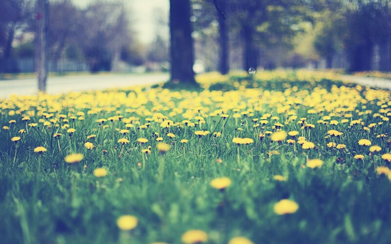 Dandelions in a spring field
