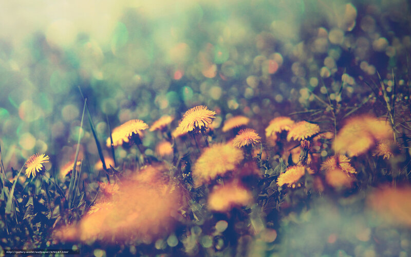 Dandelions in a sunlit field