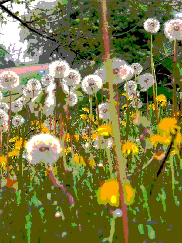 Dandelions in a sunlit field