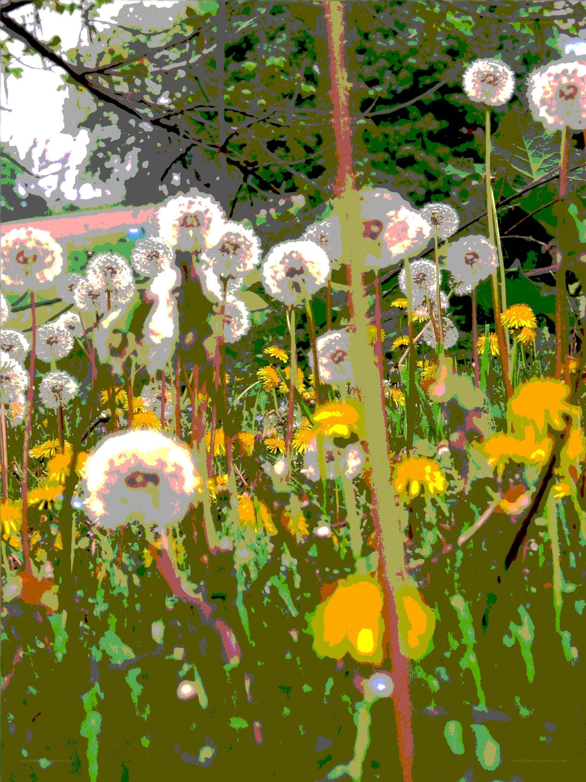 Dandelions in a sunlit field