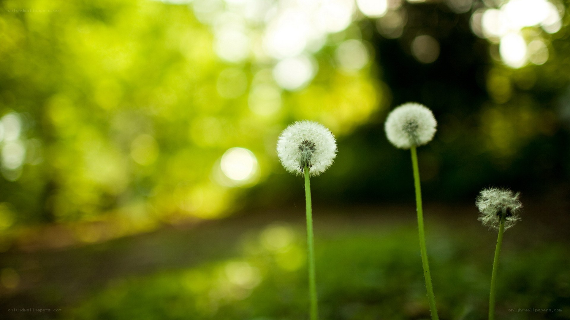 Dandelions in a sunlit field