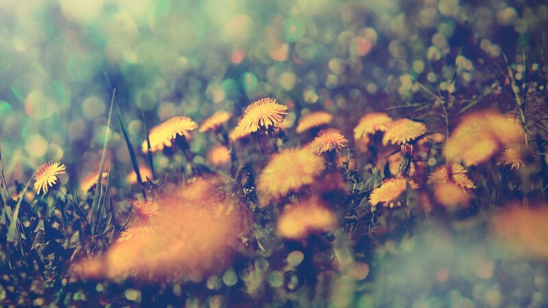 Dandelions in a sunlit field