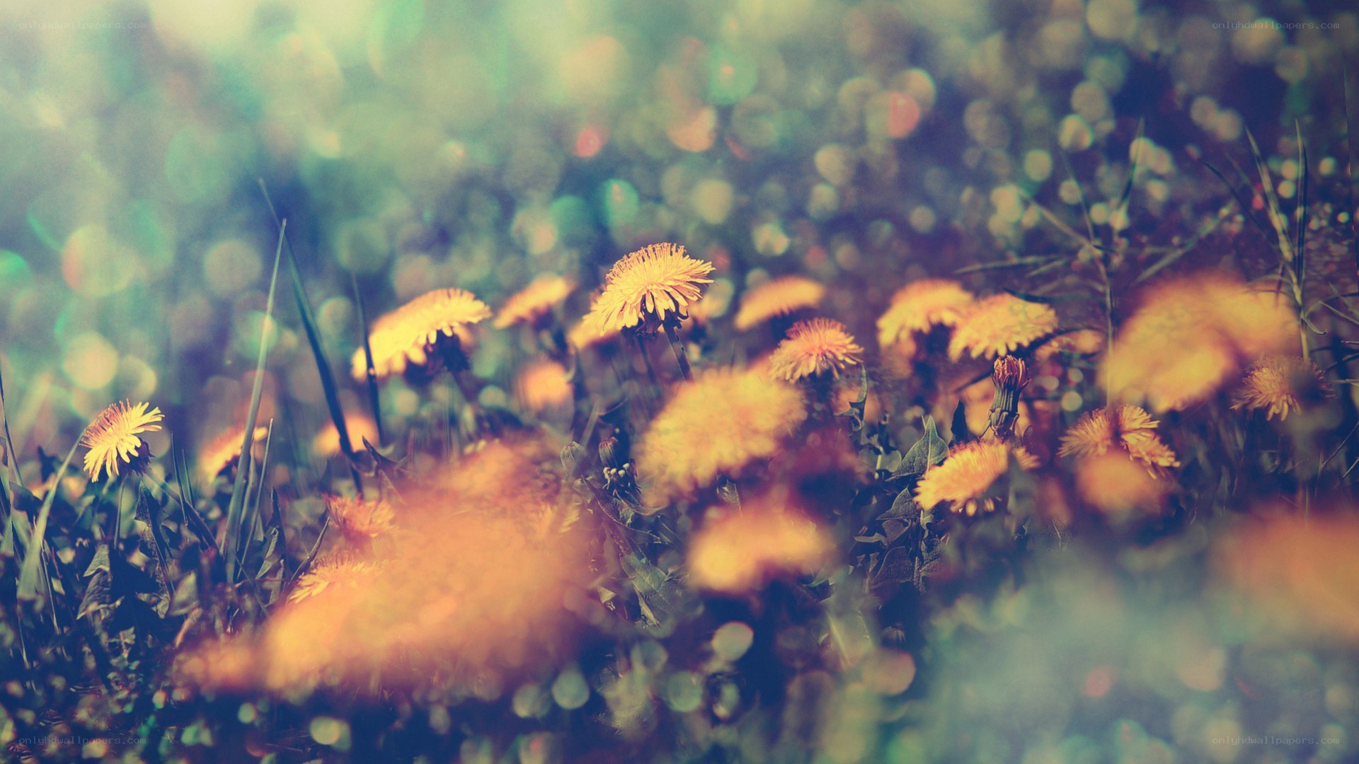 Dandelions in a sunlit field